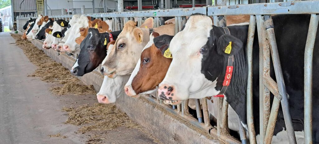 Benchmark eiwitbenutting voor melkveebedrijven