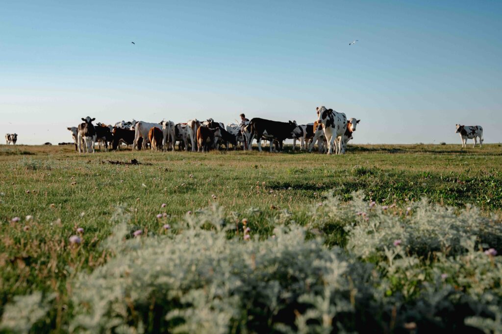 Biologische koeien herstellen natuur op Terschellinger kwelder