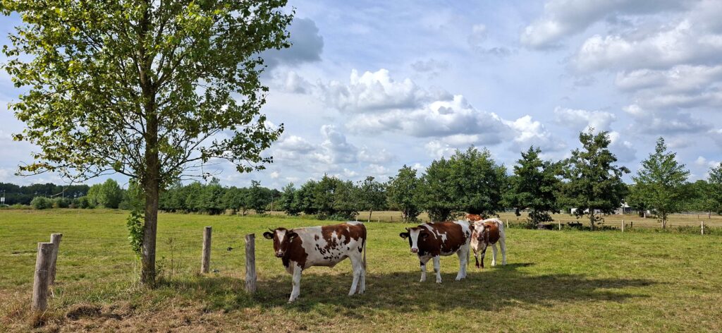 Boomwallen helpen hittestress bij vee voorkomen