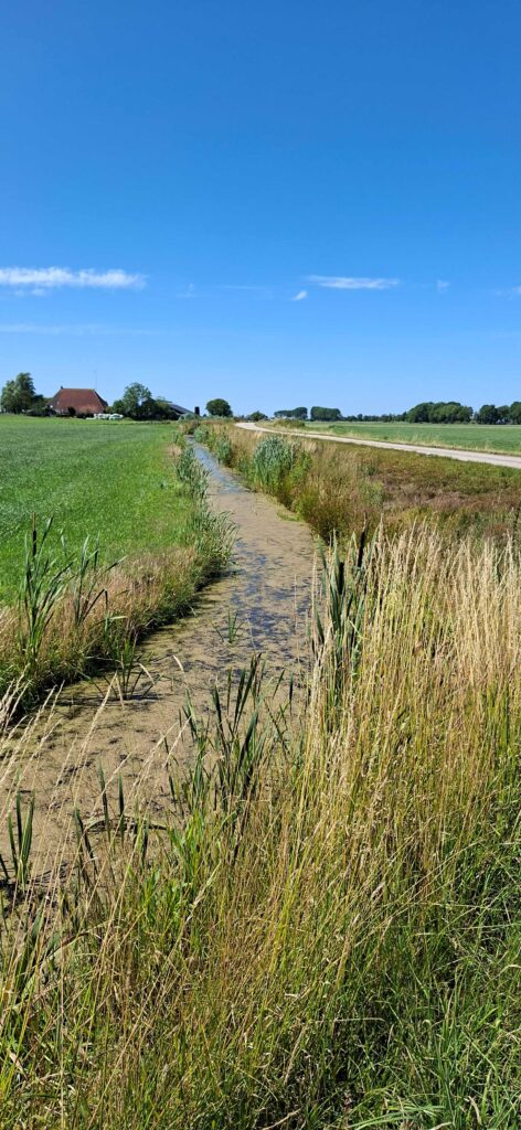 Waterschap pakt invasieve planten aan