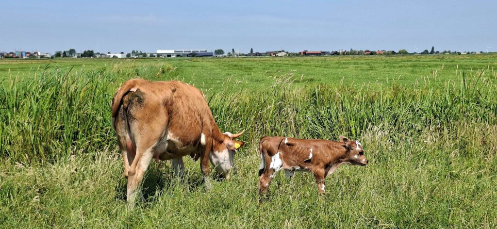 Crowdfunding voor doppen op koeienhoorns